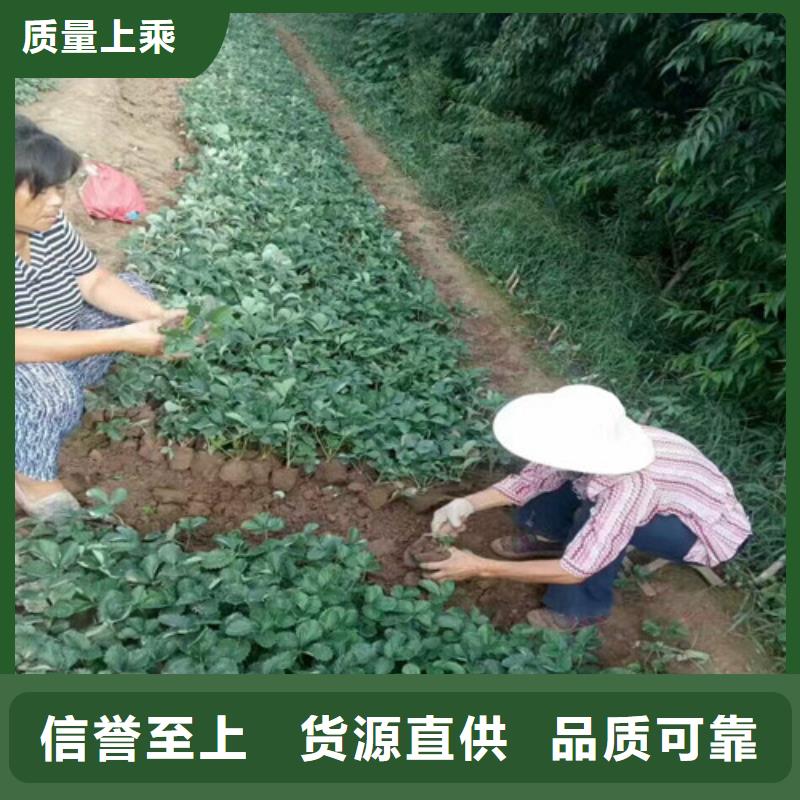 【草莓苗红肉西梅一手货源】