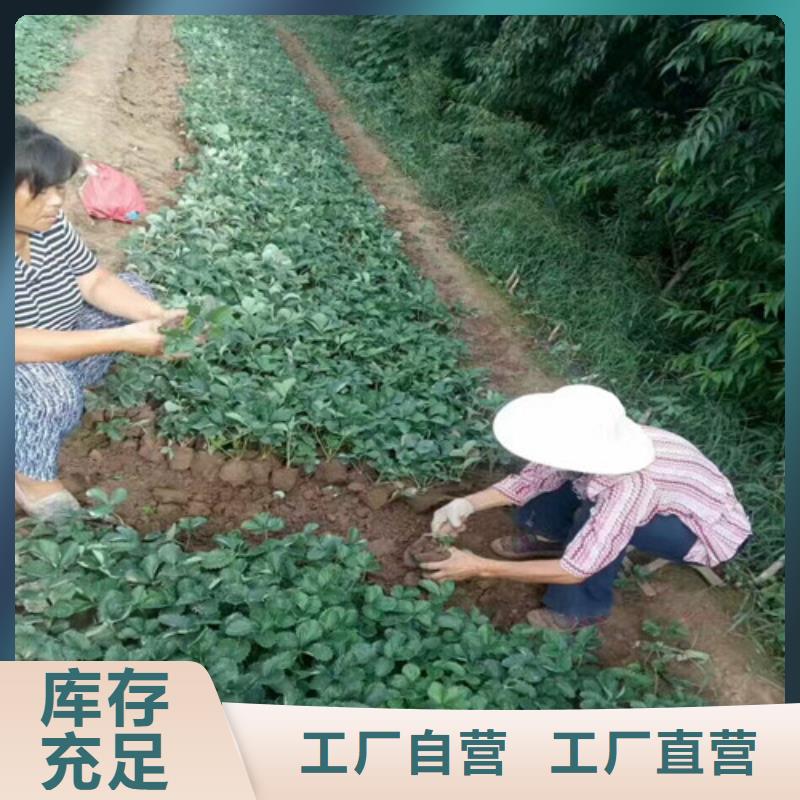 草莓苗,草莓苗价格N年专注