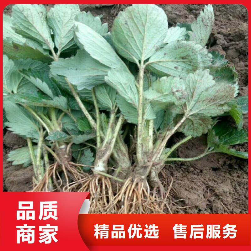 哪里卖红99草莓苗，红99草莓苗适应土地