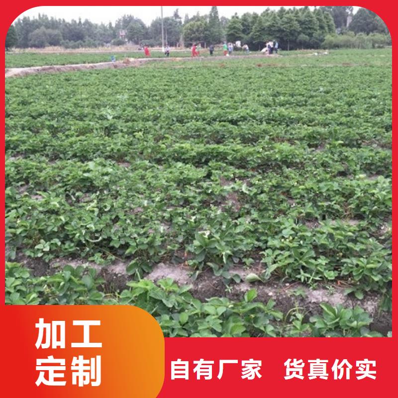 【草莓苗果树苗用好材做好产品】