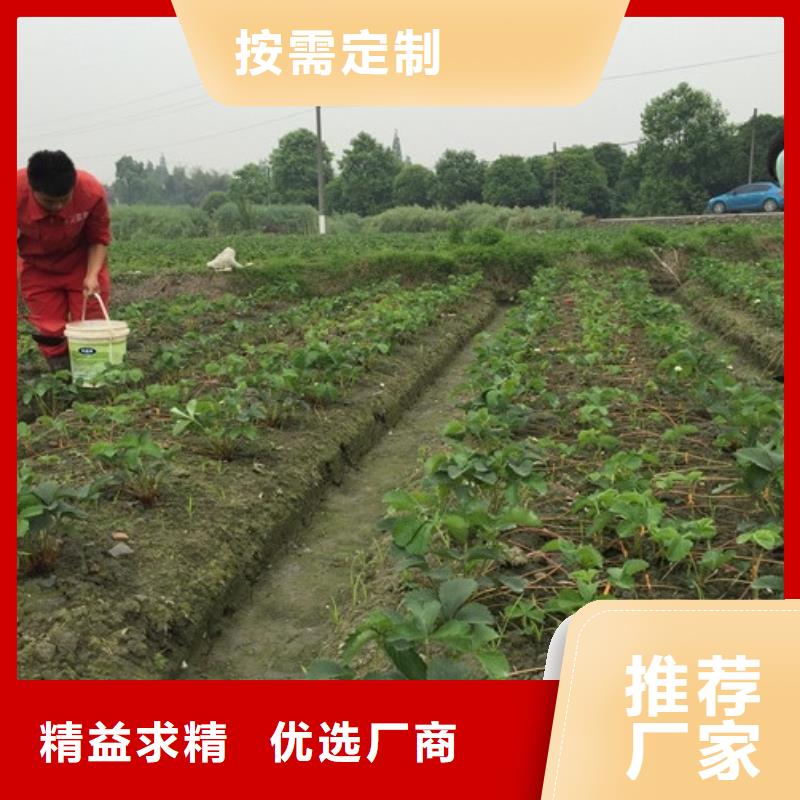 草莓苗果树苗批发基地品质优选