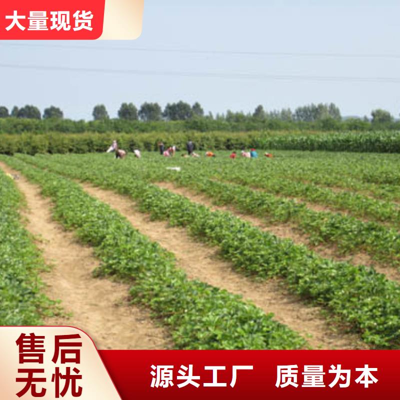 供应香蕉草莓苗，香蕉草莓苗2025年报价