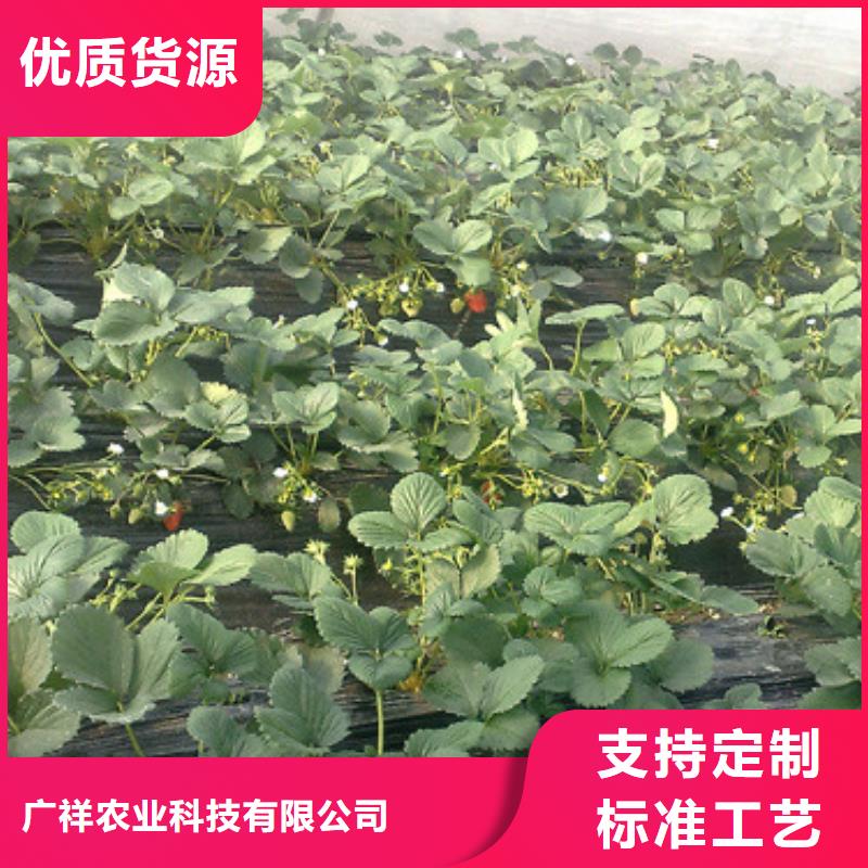 【草莓苗桃树苗基地您想要的我们都有】