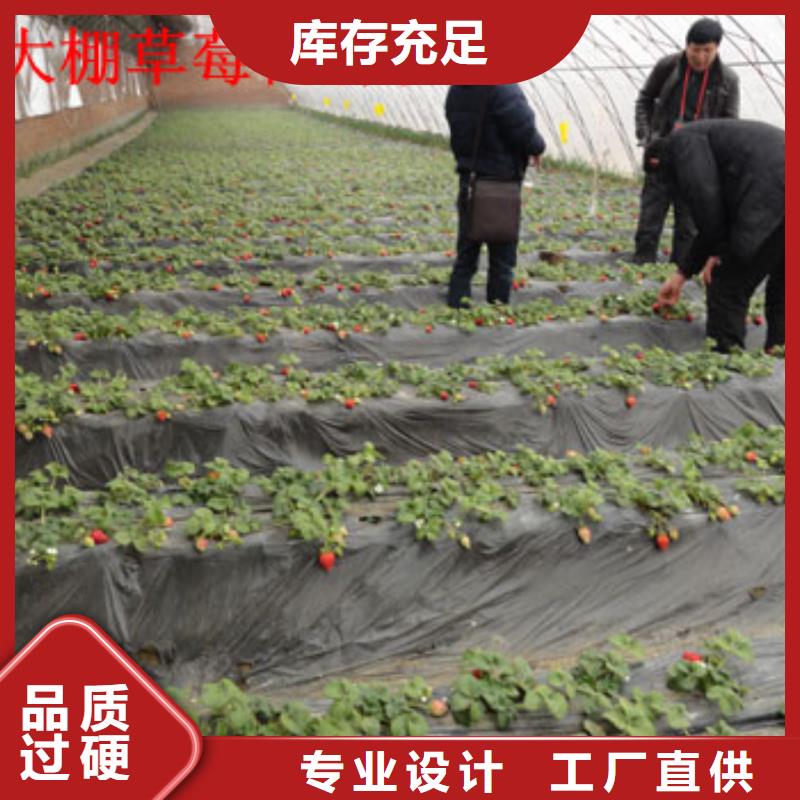 我想买奶油草莓苗，奶油草莓苗2025已更新(今日/动态)