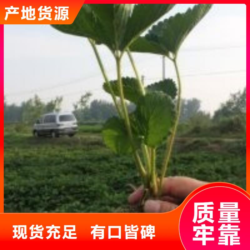 草莓苗油桃树苗厂家精选