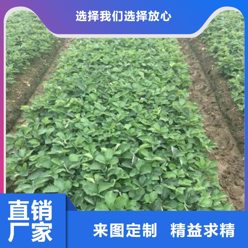 哪里卖草莓苗，草莓苗品种齐全