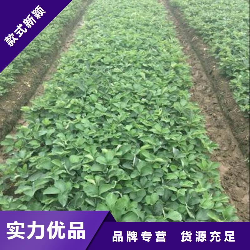 【草莓苗苹果苗48小时发货】