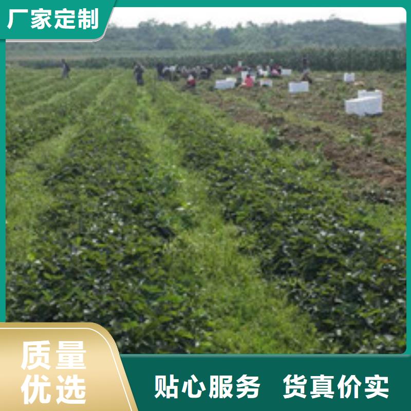 草莓苗黄金苹果树苗基地应用范围广泛