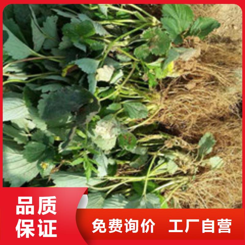 【草莓苗】油桃树苗加工定制