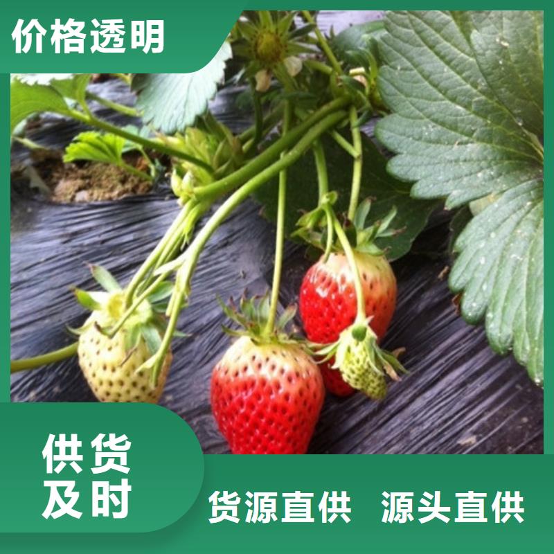 【草莓苗桃树苗基地您想要的我们都有】