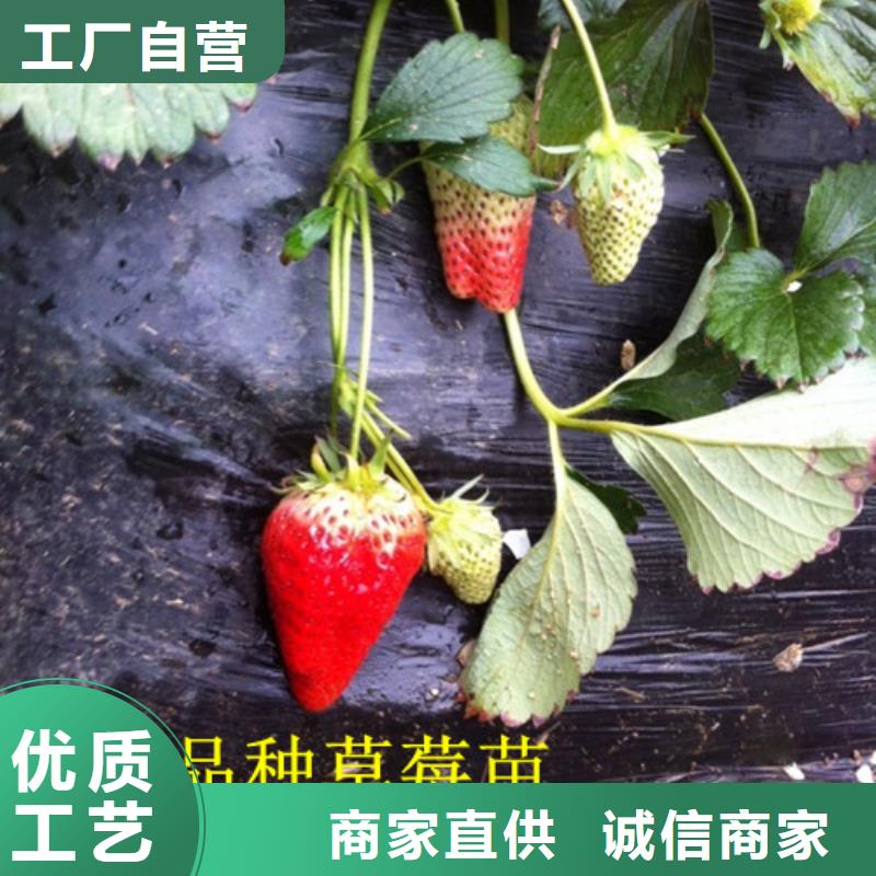 草莓苗 梨树苗品质过硬