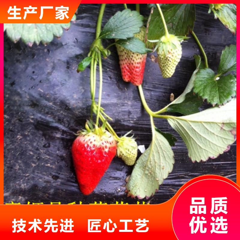 草莓苗,无花果树苗厂诚信经营