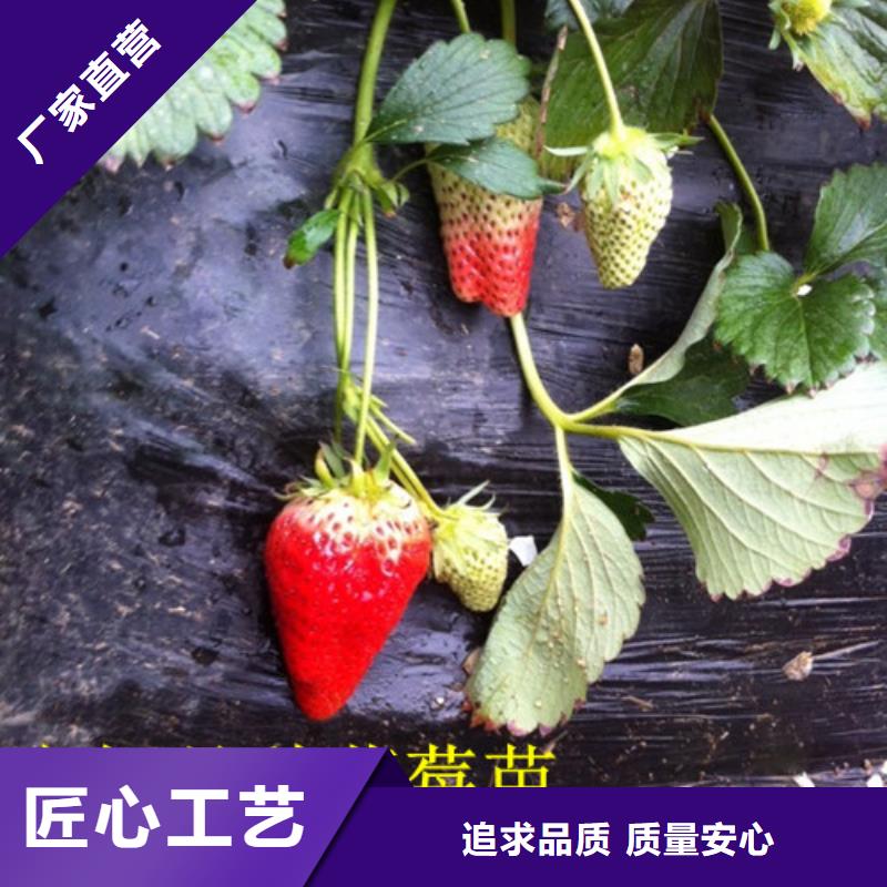 【草莓苗】草莓苗价格一站式采购商家