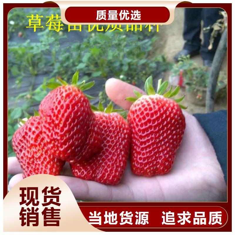 草莓苗-【大棚草莓苗】好品质选我们