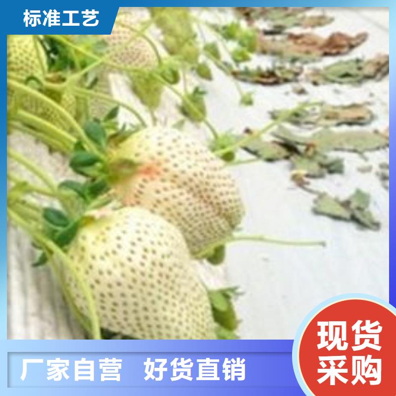 【草莓苗】毛蟠桃树苗基地工厂直供