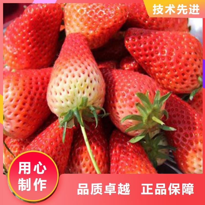 草莓苗草莓苗价格品质优良