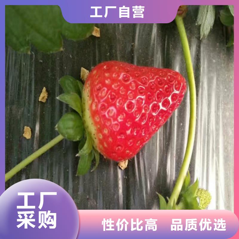 菠萝草莓苗品种选择