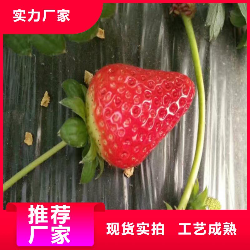 【草莓苗】胭脂脆桃树苗正规厂家