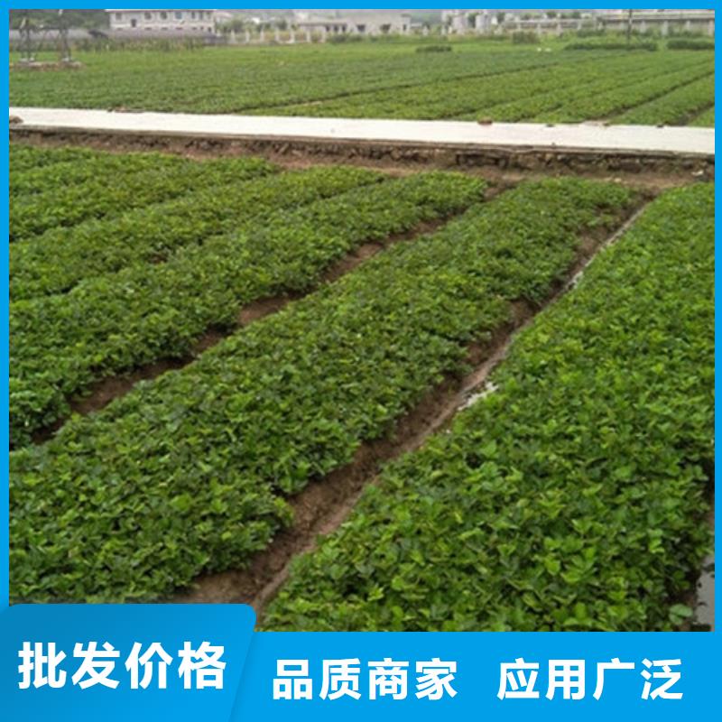 【草莓苗】油桃树苗加工定制