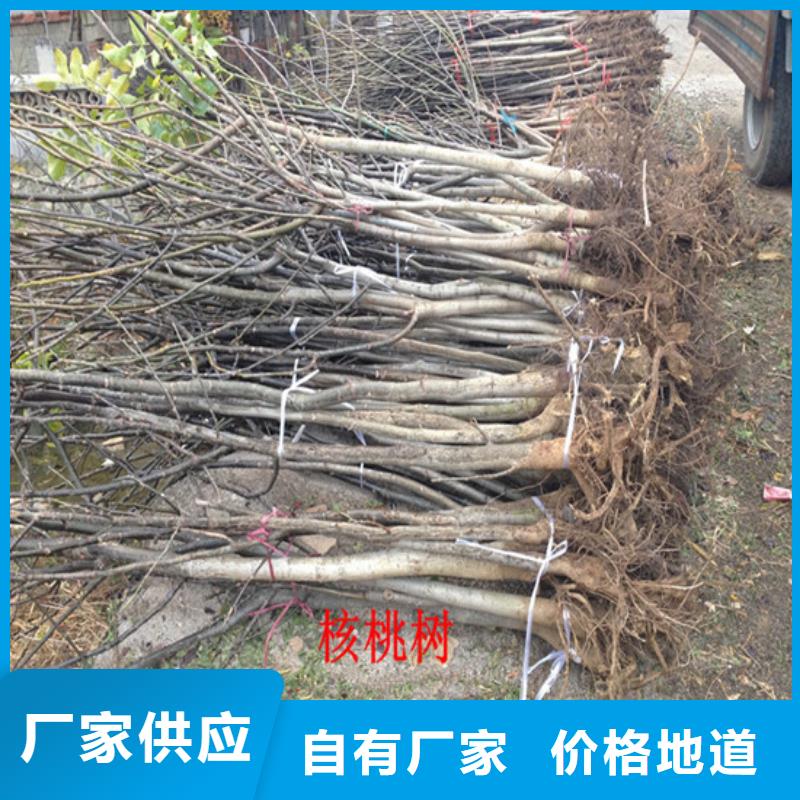 核桃苗苹果苗源头厂家量大价优