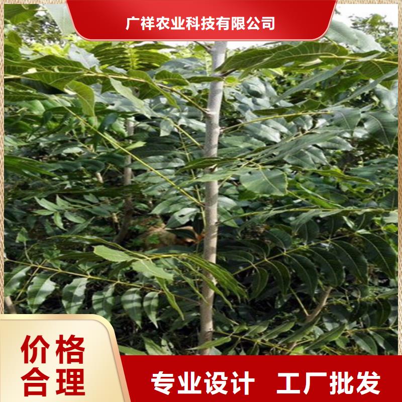 核桃树苗哪里有种植的