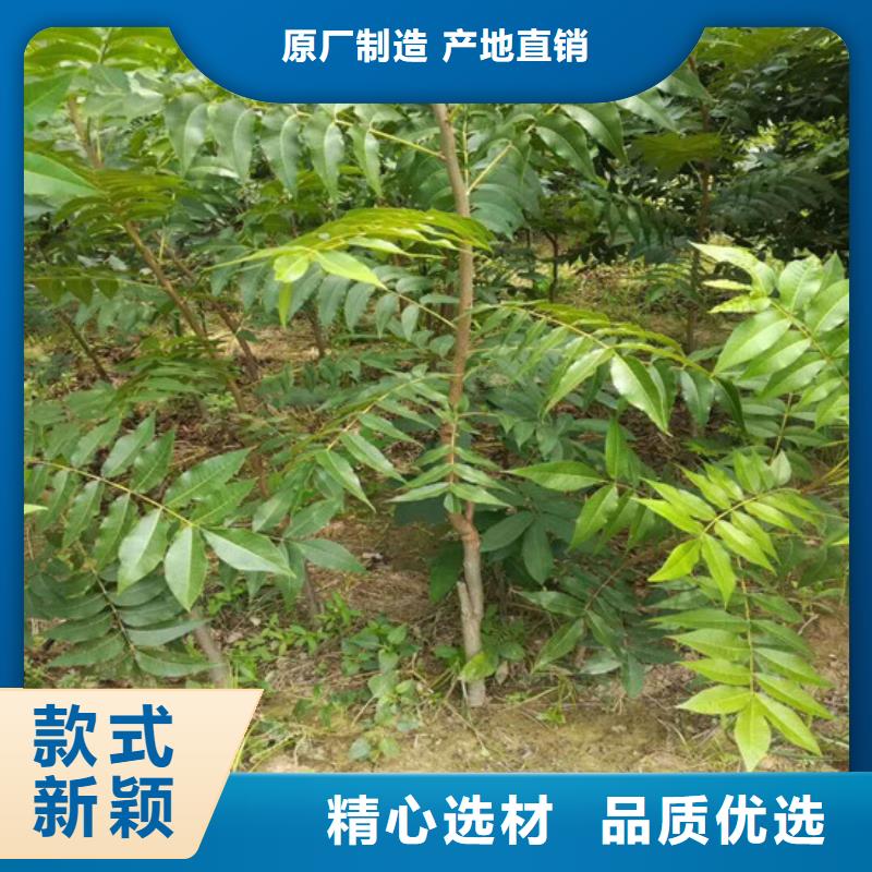 【核桃苗】-草莓苗价格厂家自营