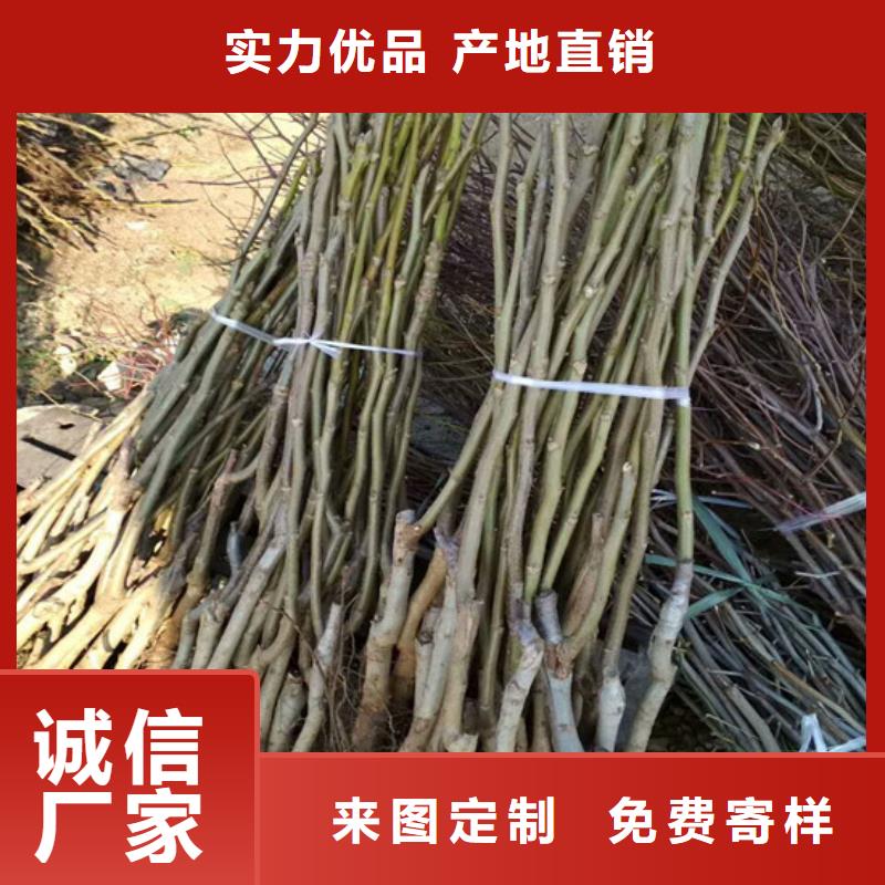 核桃苗,梨树苗基地定制不额外收费