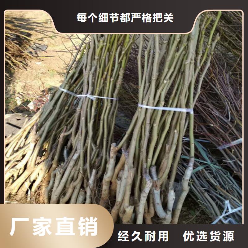 核桃苗-草莓苗价格国标检测放心购买