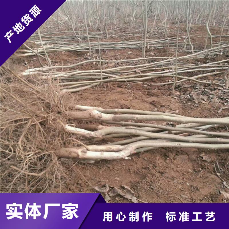 核桃苗苹果苗源头厂家量大价优