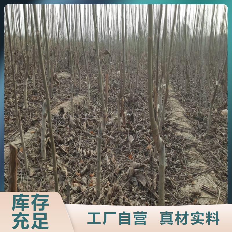 核桃苗,梨树苗基地定制不额外收费