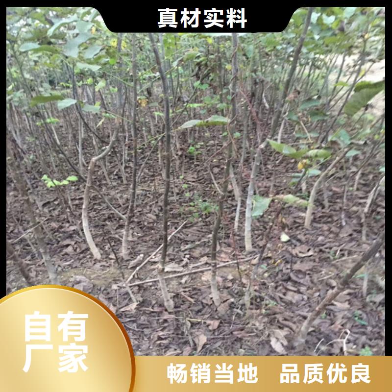 【核桃苗桃树苗基地自产自销】