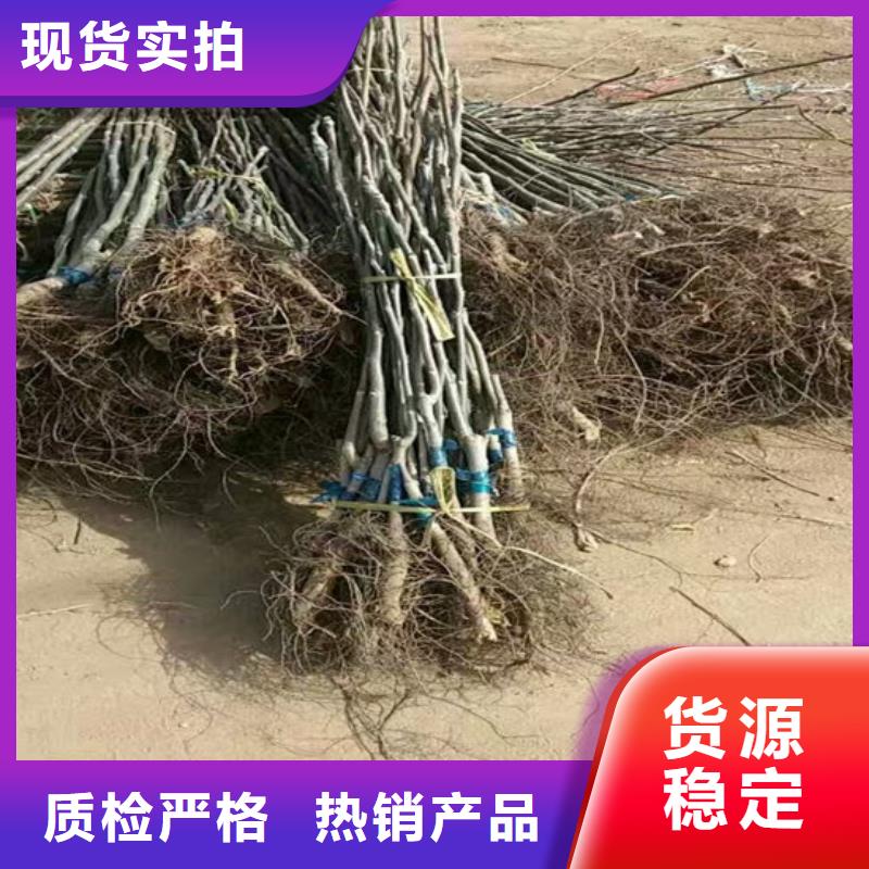 核桃苗,艾琳娜西梅树苗现货采购