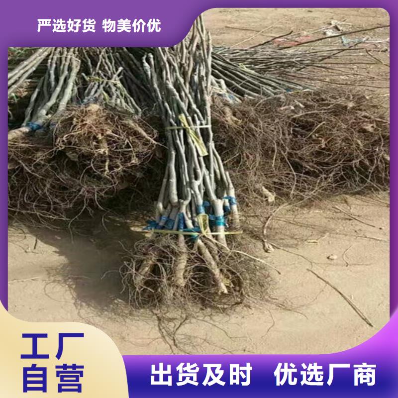 核桃苗板栗苗多年行业积累