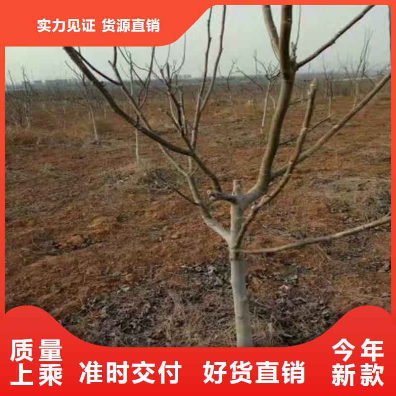 核桃苗,【蓝莓苗】批发商