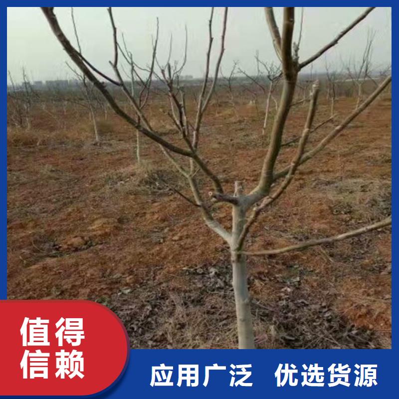 纸皮核桃苗种植品种选择