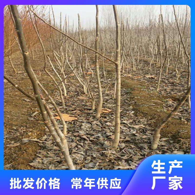 核桃苗,梨树苗基地定制不额外收费