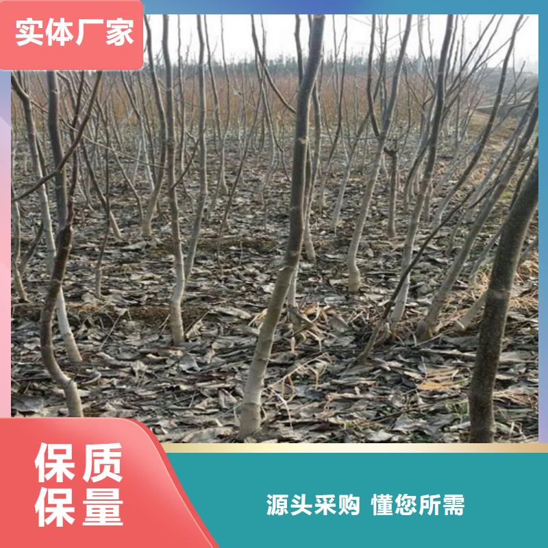 核桃苗香椿树苗专业生产N年