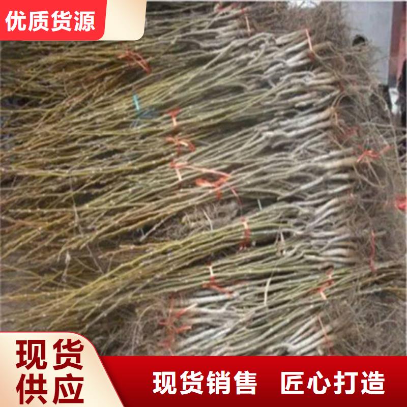 山核桃树苗价格多少