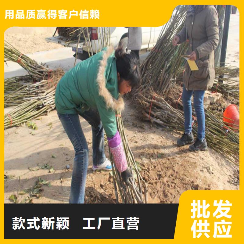 核桃苗,【苹果苗基地】不只是质量好