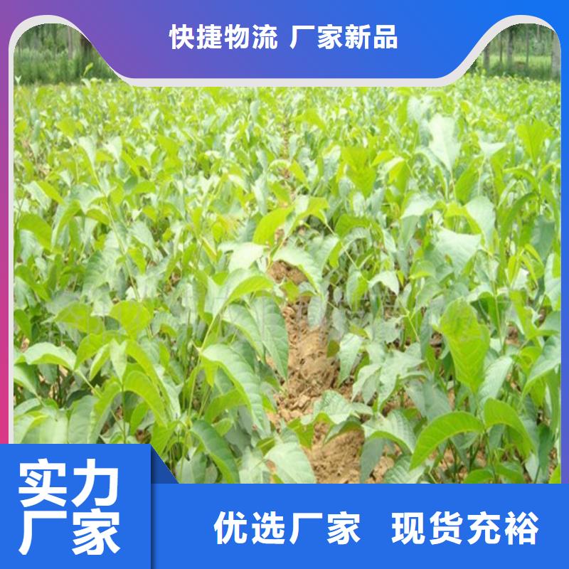 核桃苗 红油香椿树苗优选厂商