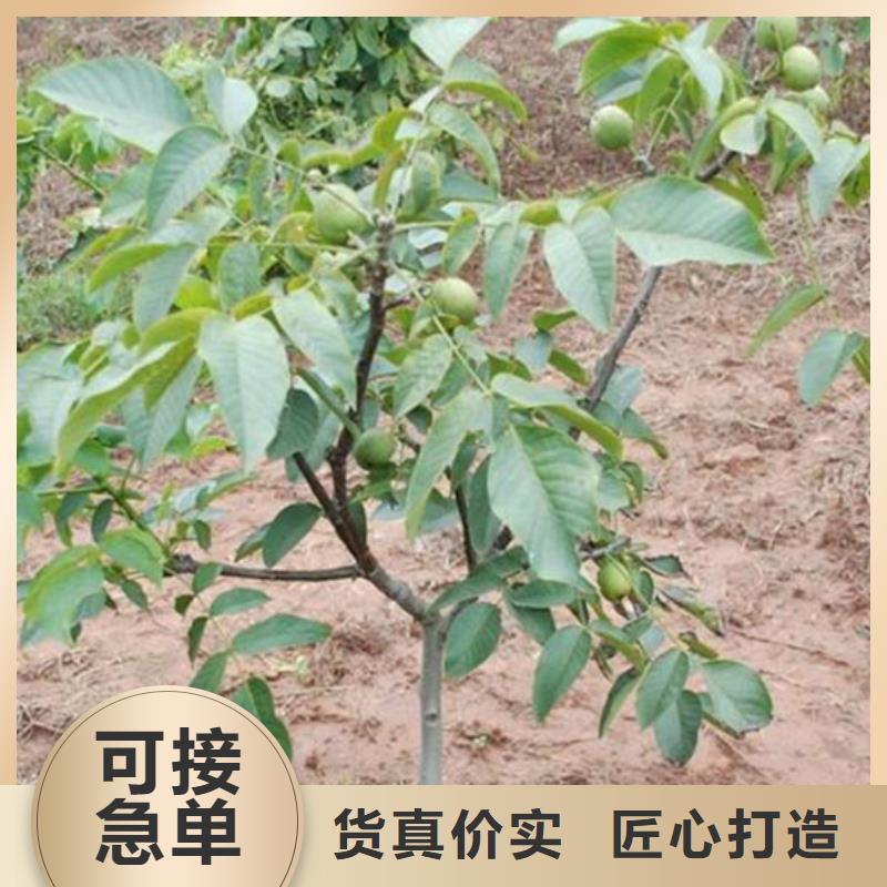 【核桃苗】大红袍花椒苗批发价格