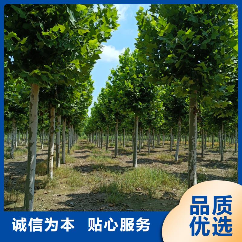 法桐价格种植基地法桐