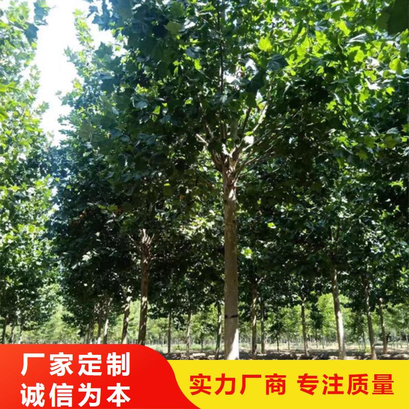 18公分法桐价格种植基地法桐