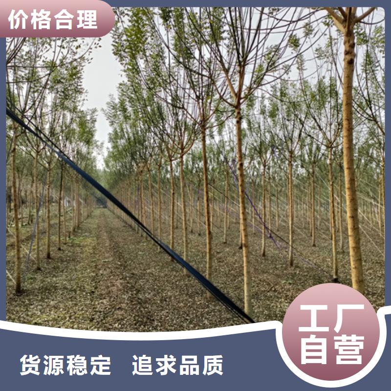 造型法桐就选翌昊苗木种植基地