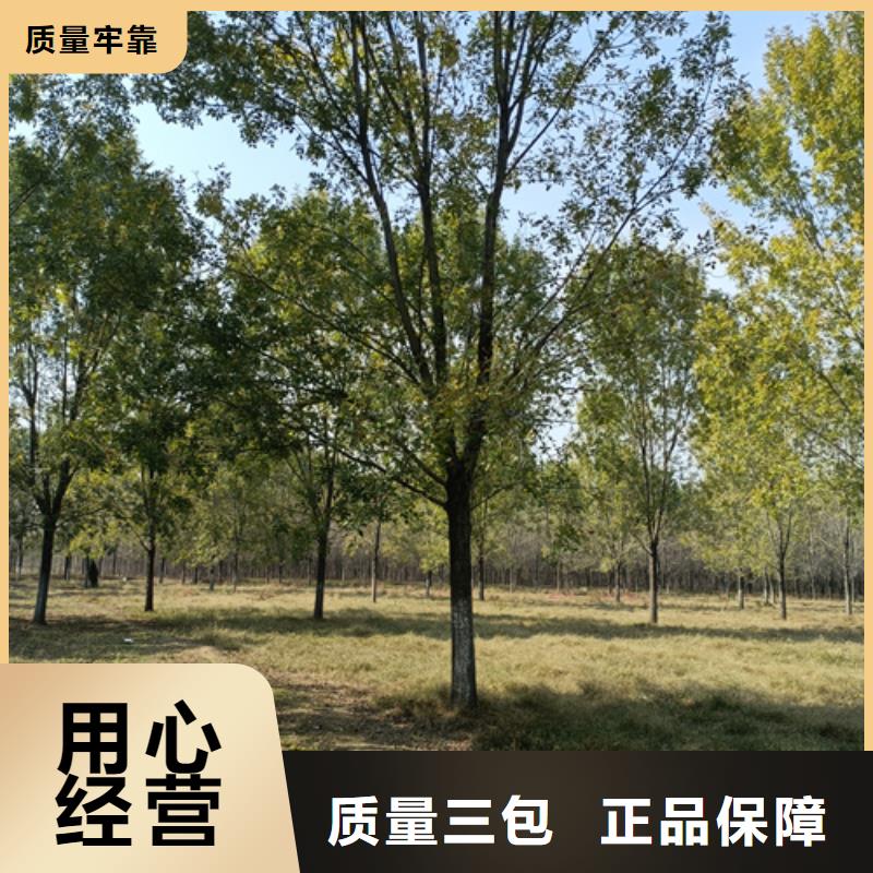 法桐价格承诺守信苗木基地