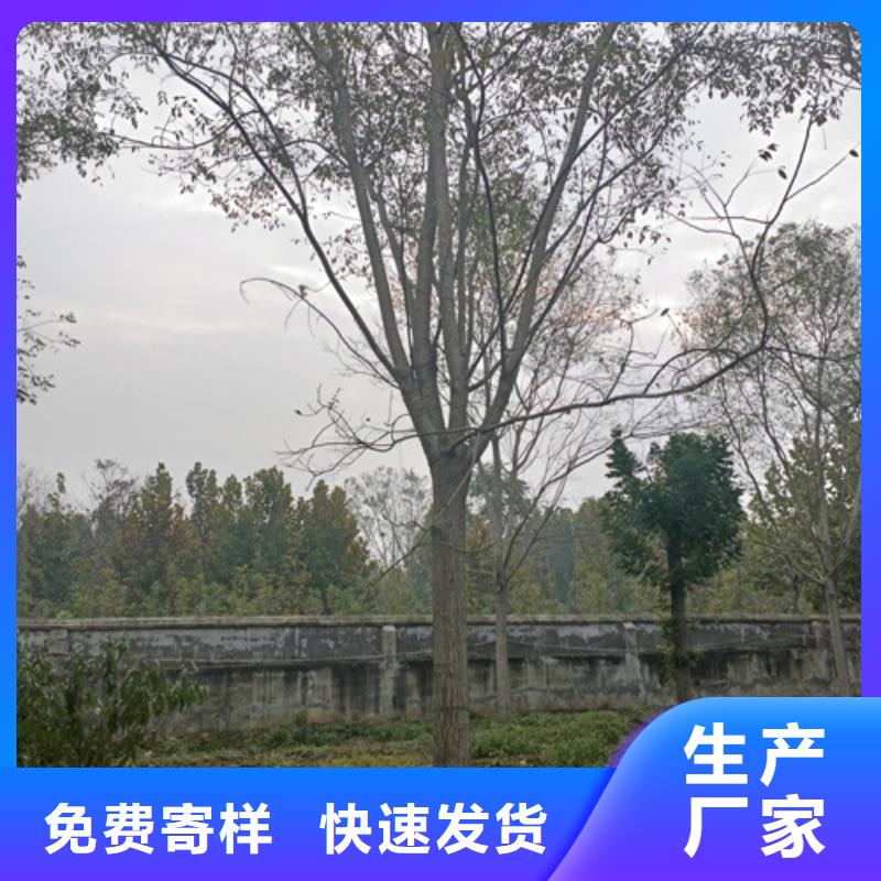 法桐小苗价格合理苗木基地