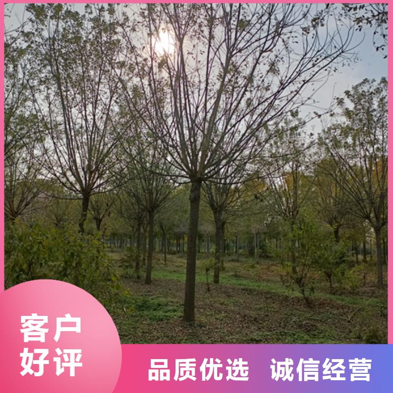 法桐价格种植基地绿化乔木