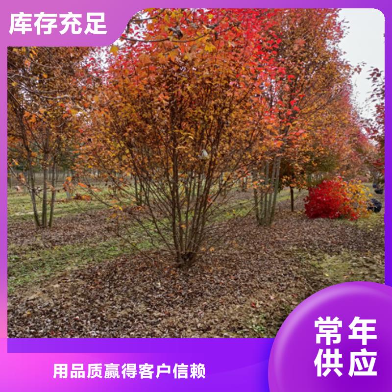 法桐五角枫来图定制