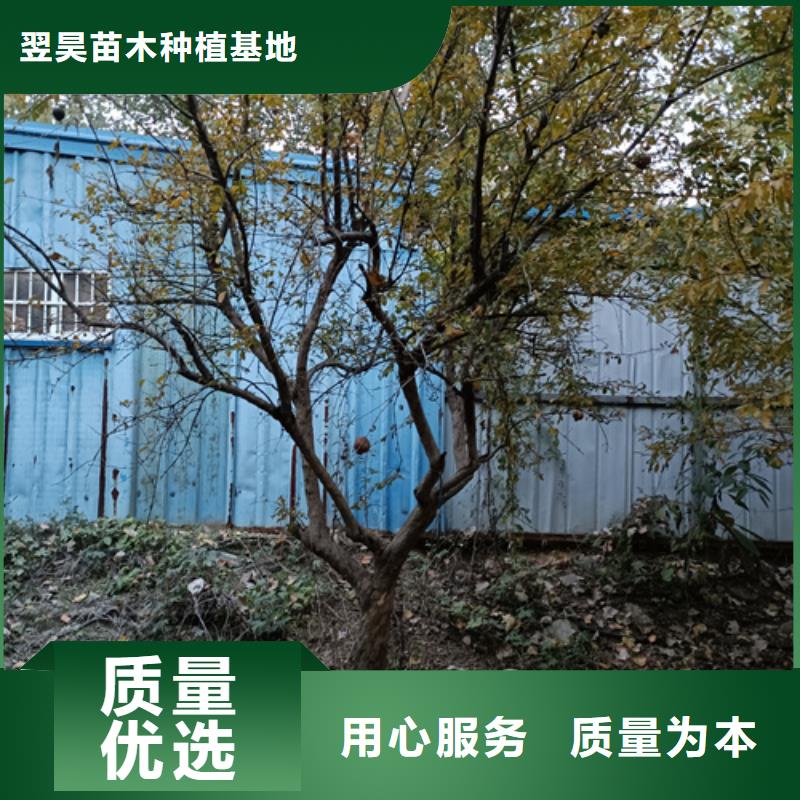 法桐价格放心选择苗木基地