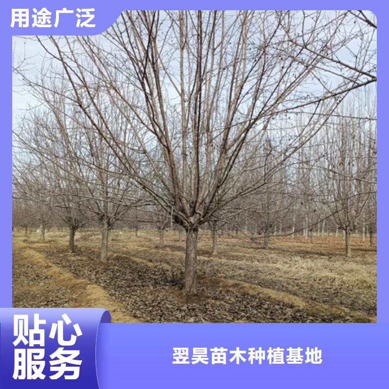 法桐小苗公司欢迎您